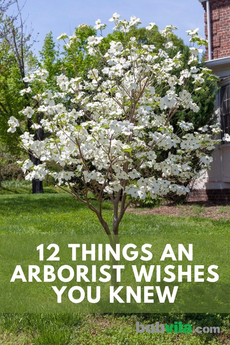 12 choses qu'un arboriste aimerait que vous sachiez