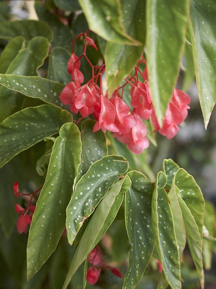 14 Best Plants for Under Trees