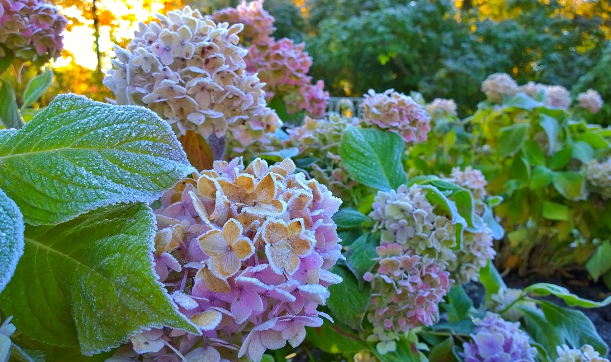 soins de l'hortensia - plantes d'hortensia glacé