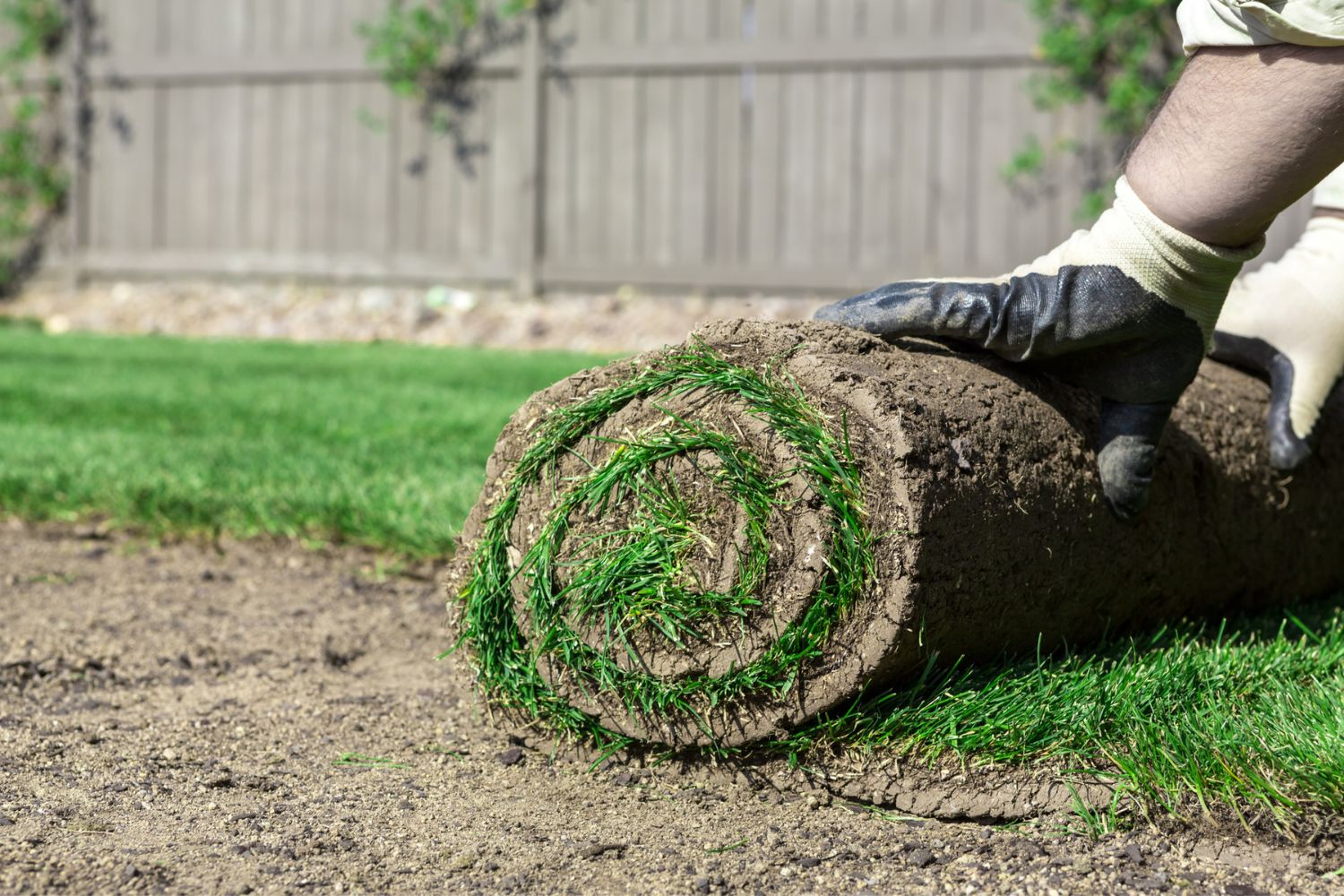 A worker rolls sod onto a new lawn.