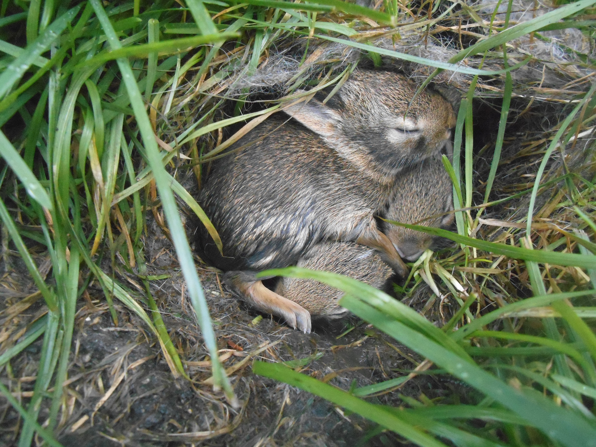 vue rapprochée de deux lapins gris dormant dans un nid dans l'herbe