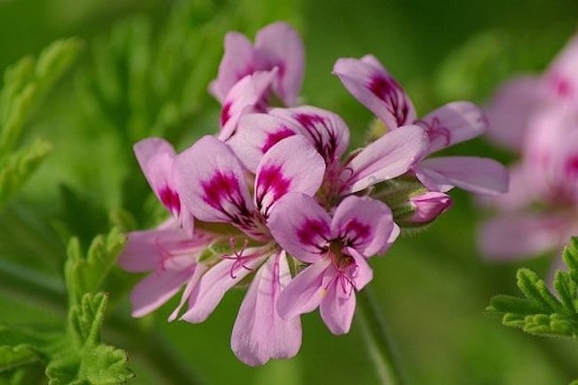 Scented-leaf gernaium