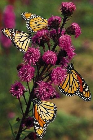 Butterflies on flowers