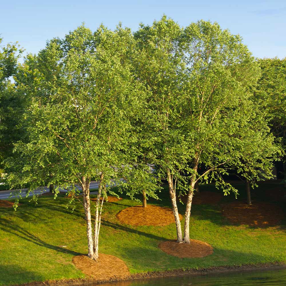 deux bouleaux de rivière sur une pelouse verte