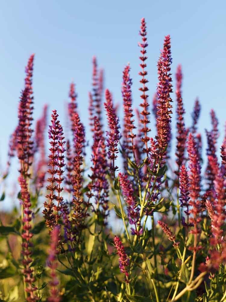 14 Long-Lasting Flowers for Your Yard