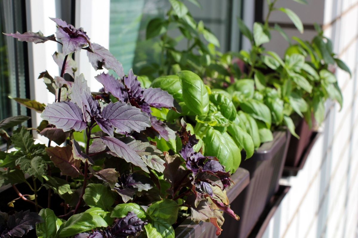 Herbs growing in window garden box.