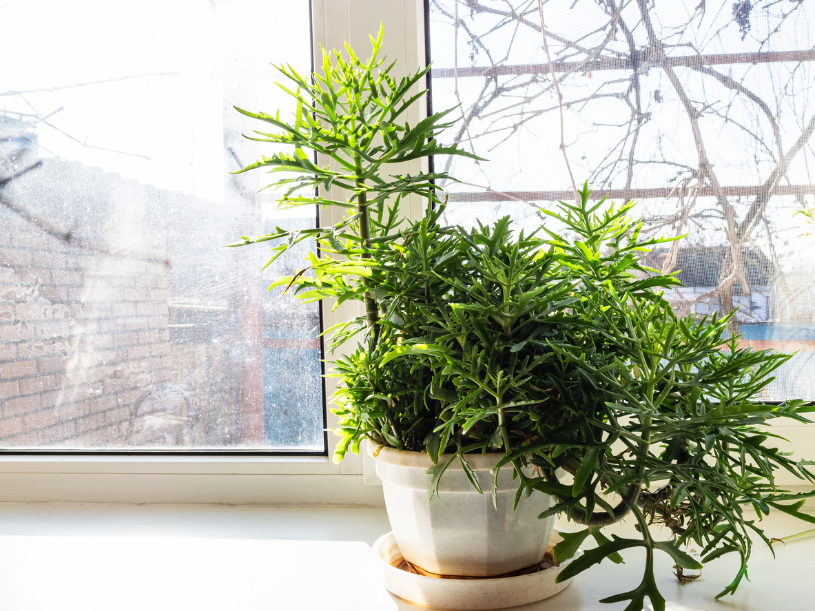 staghorn fern care X