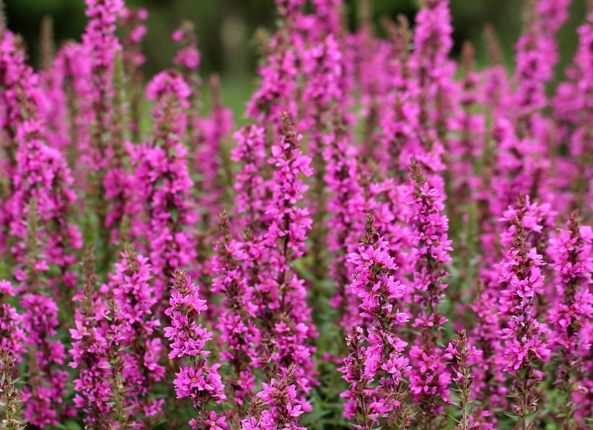 These Popular Plants Might Actually Be Bad for Your Garden