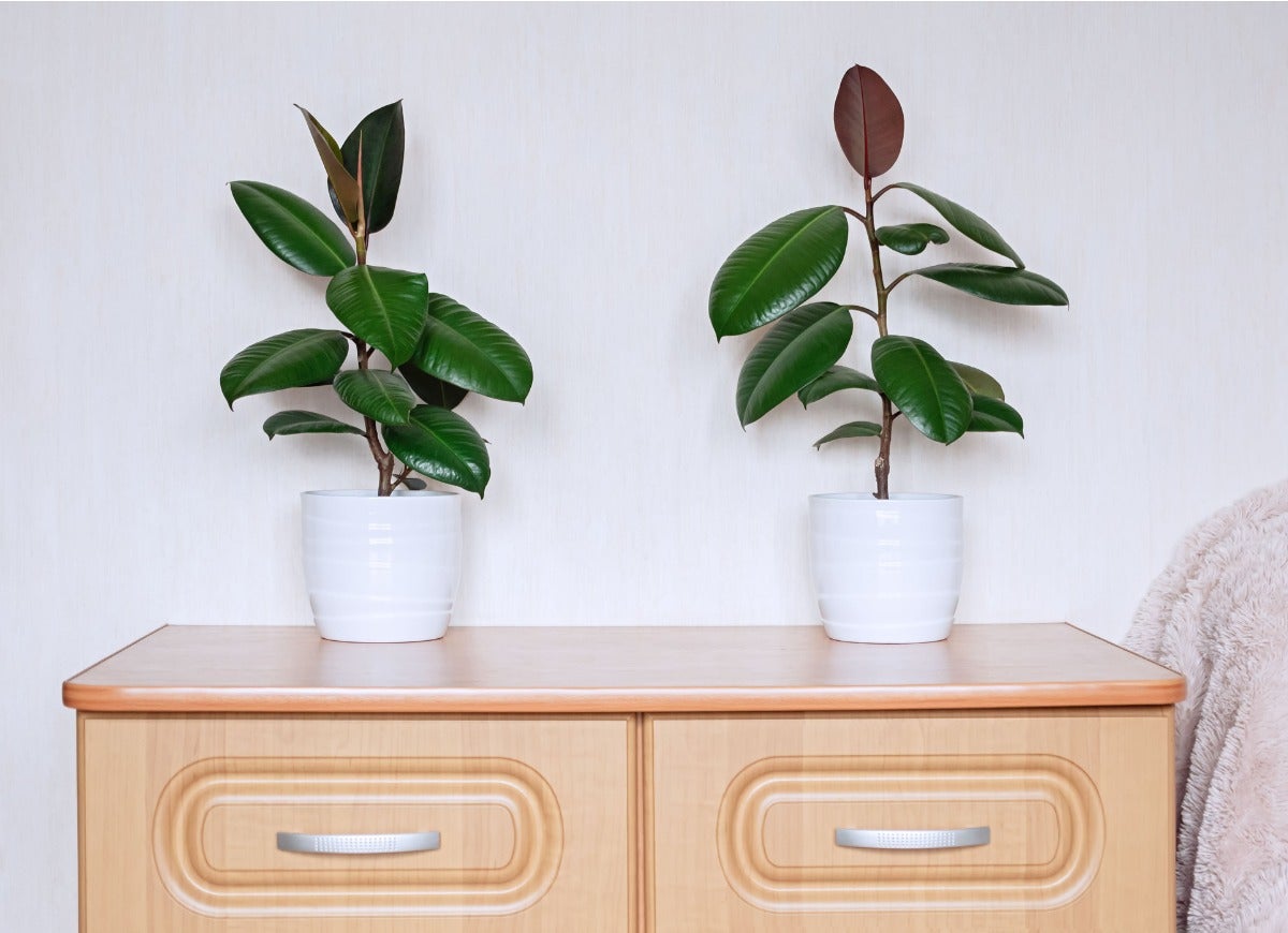 10 Trees That Tolerate Low Light Indoors