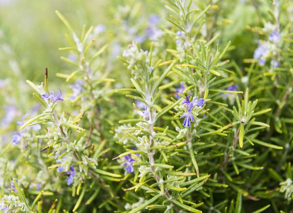 Rosemary (Salvia rosmarinus)