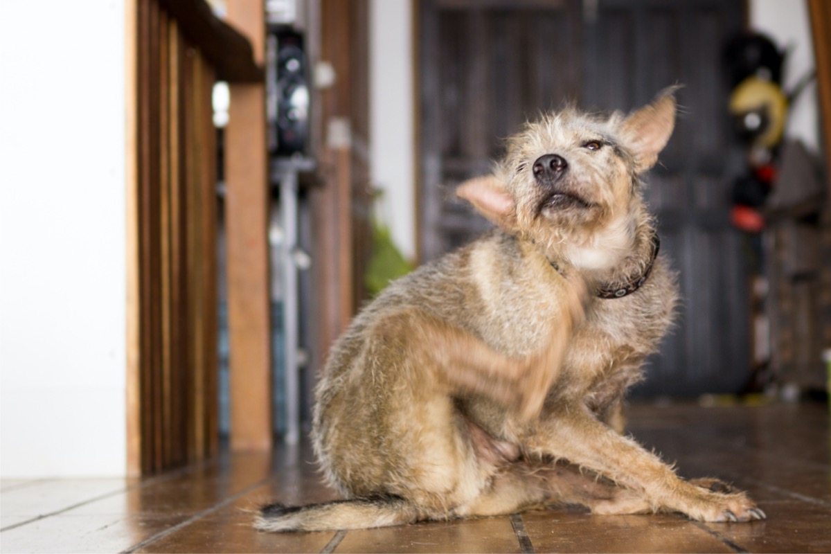 11 Pests That Pose a Threat to Your Pets