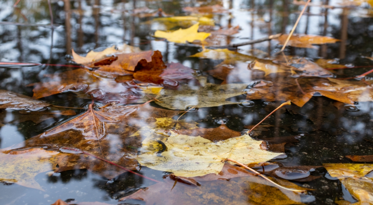 Feuilles dans une flaque d'eau