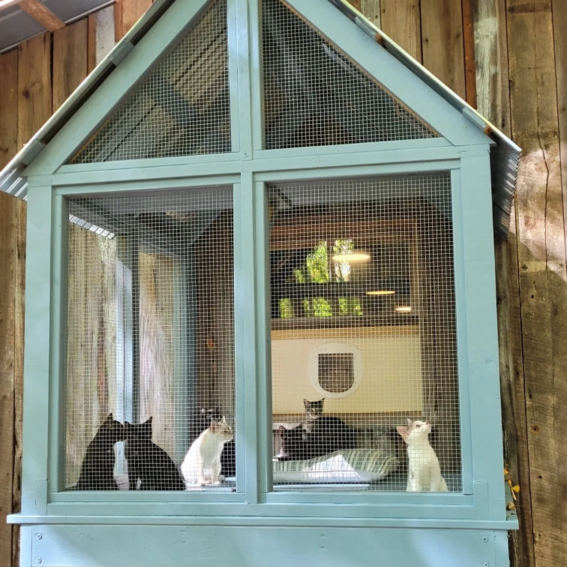 A group of foster kittens sit around inside of a window catio painted a light blue.