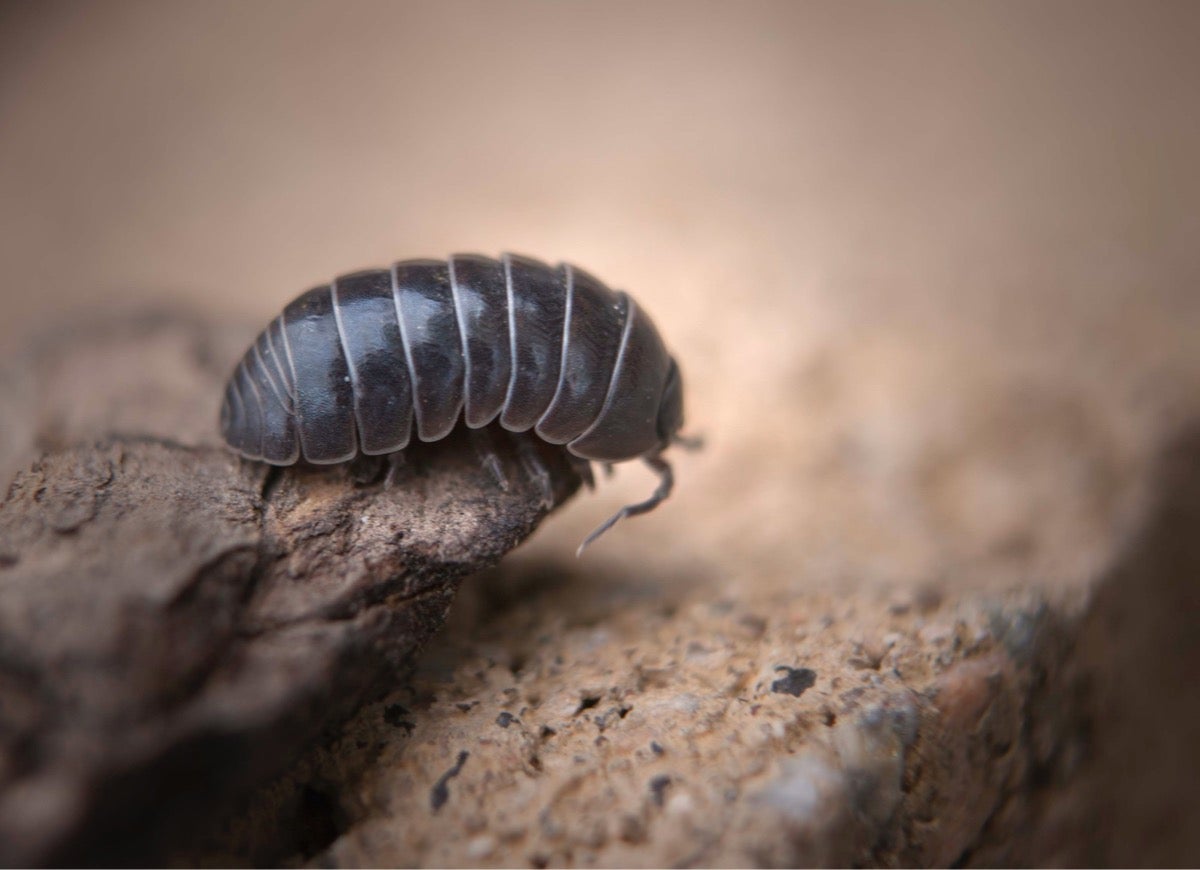 10 Pests That Might Be Living in Your Garage