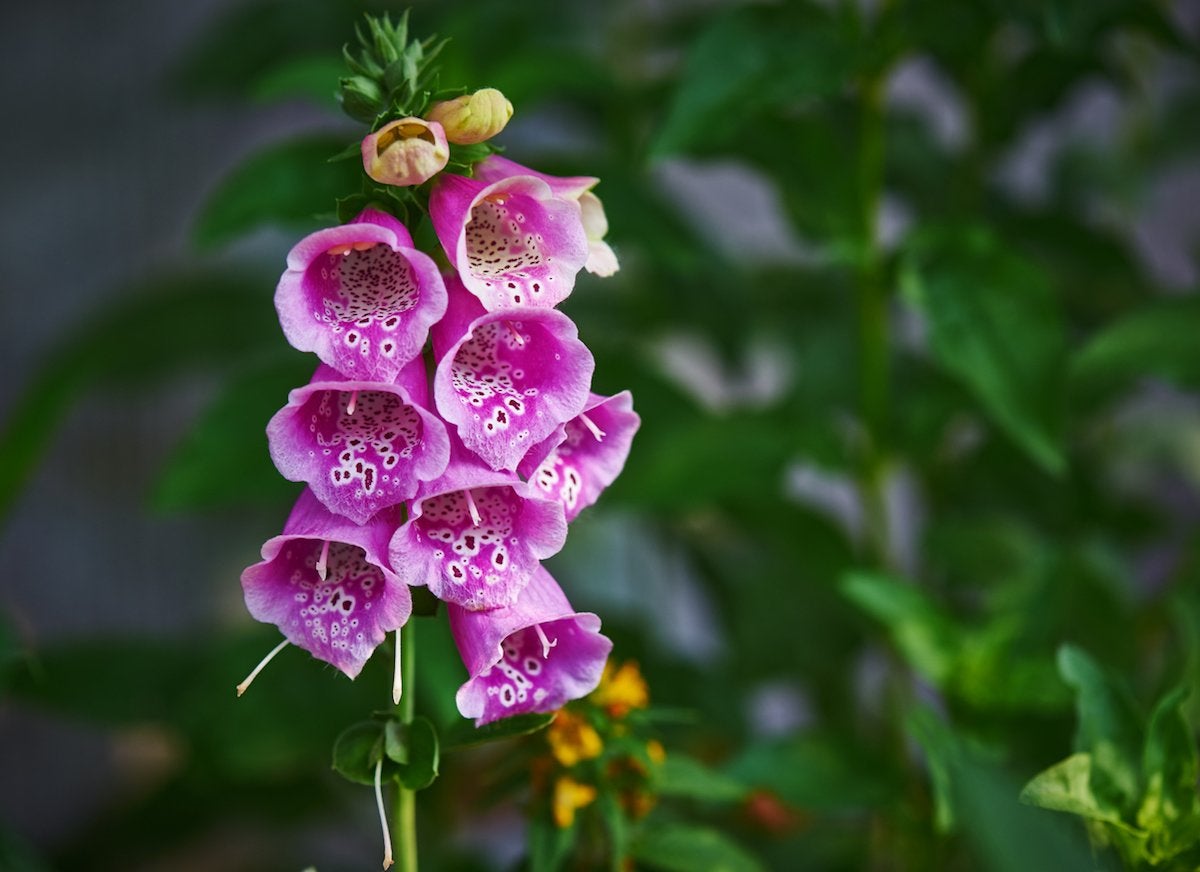 10 Pretty Plants You Didn’t Know Were Poisonous