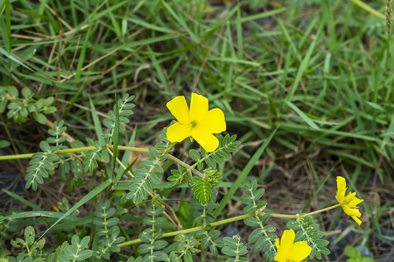 pelouse mauvaises herbes puncturevine