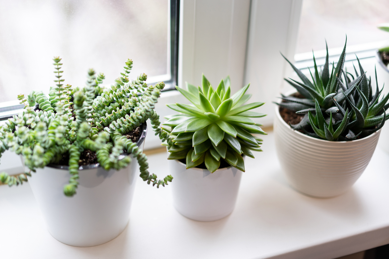 iStock-1322733761 houseplant succulents on window.