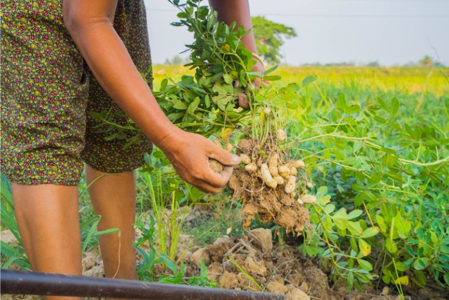 This One Crop Could Give You Your Best Vegetable Garden Yet