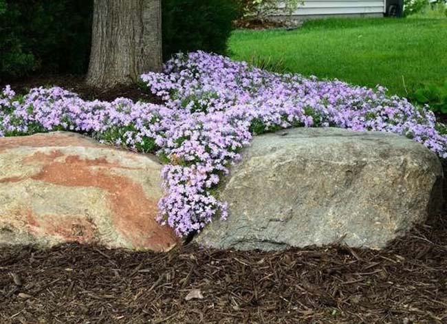 meilleurs couvre-sols phlox rampant