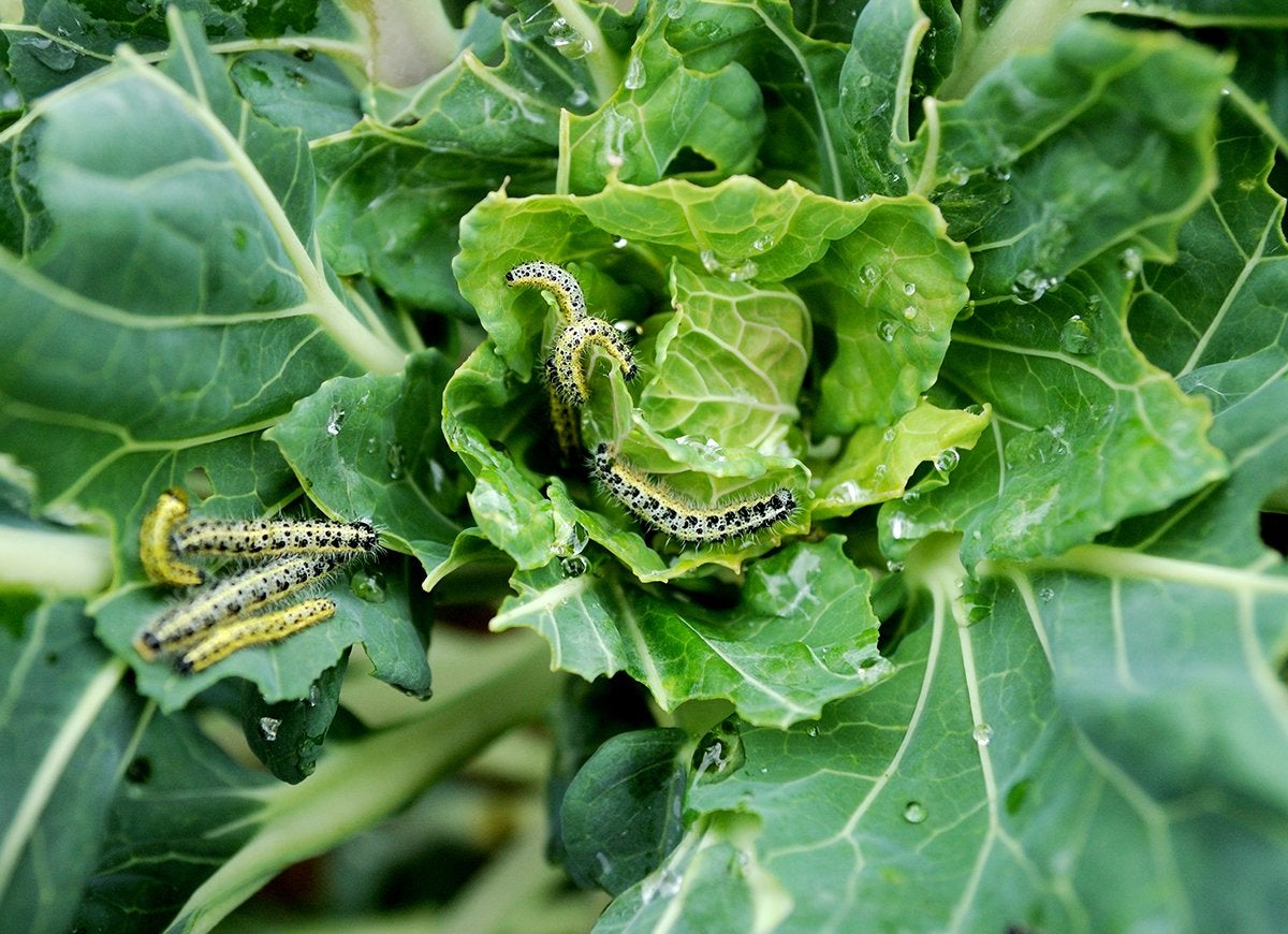 9 Signs You Have a Pest Problem in the Garden