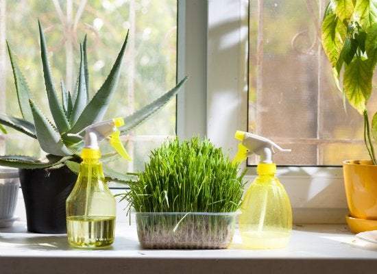 How to Help Your Houseplants Survive the Winter