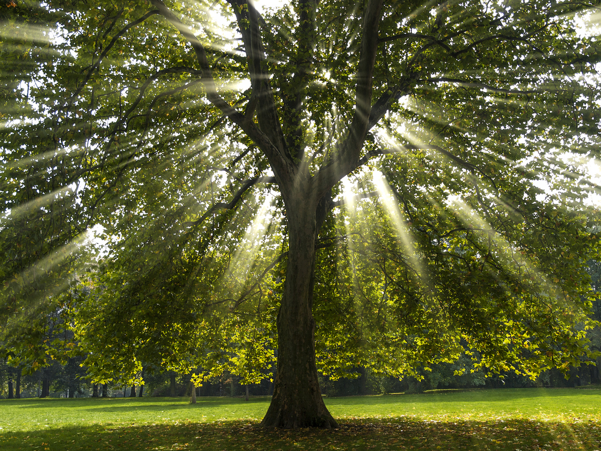 arbres d'ombrage à croissance rapide sycomore américain dans le parc