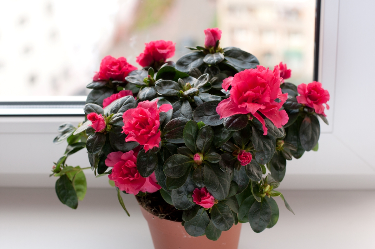 Christmas plants - potted azalea plant