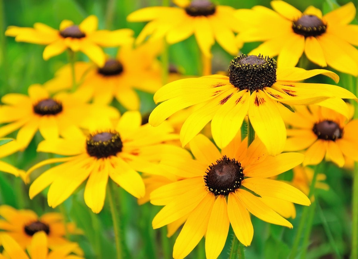 50 Plants That Thrive in Any Yard