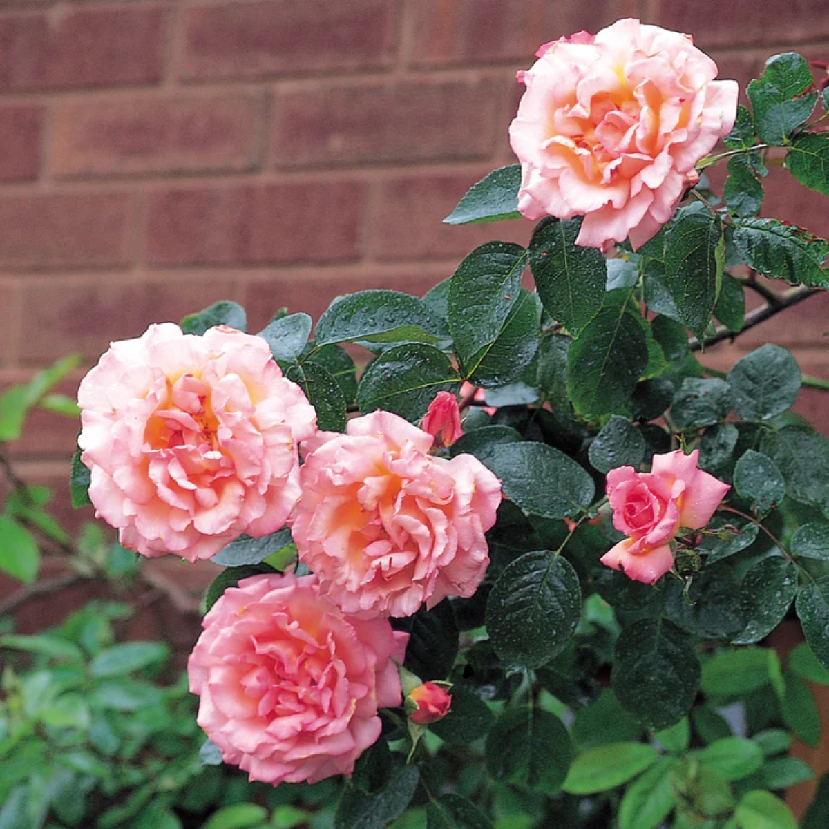 Multiple pink rose blooms on climbing rose bush.