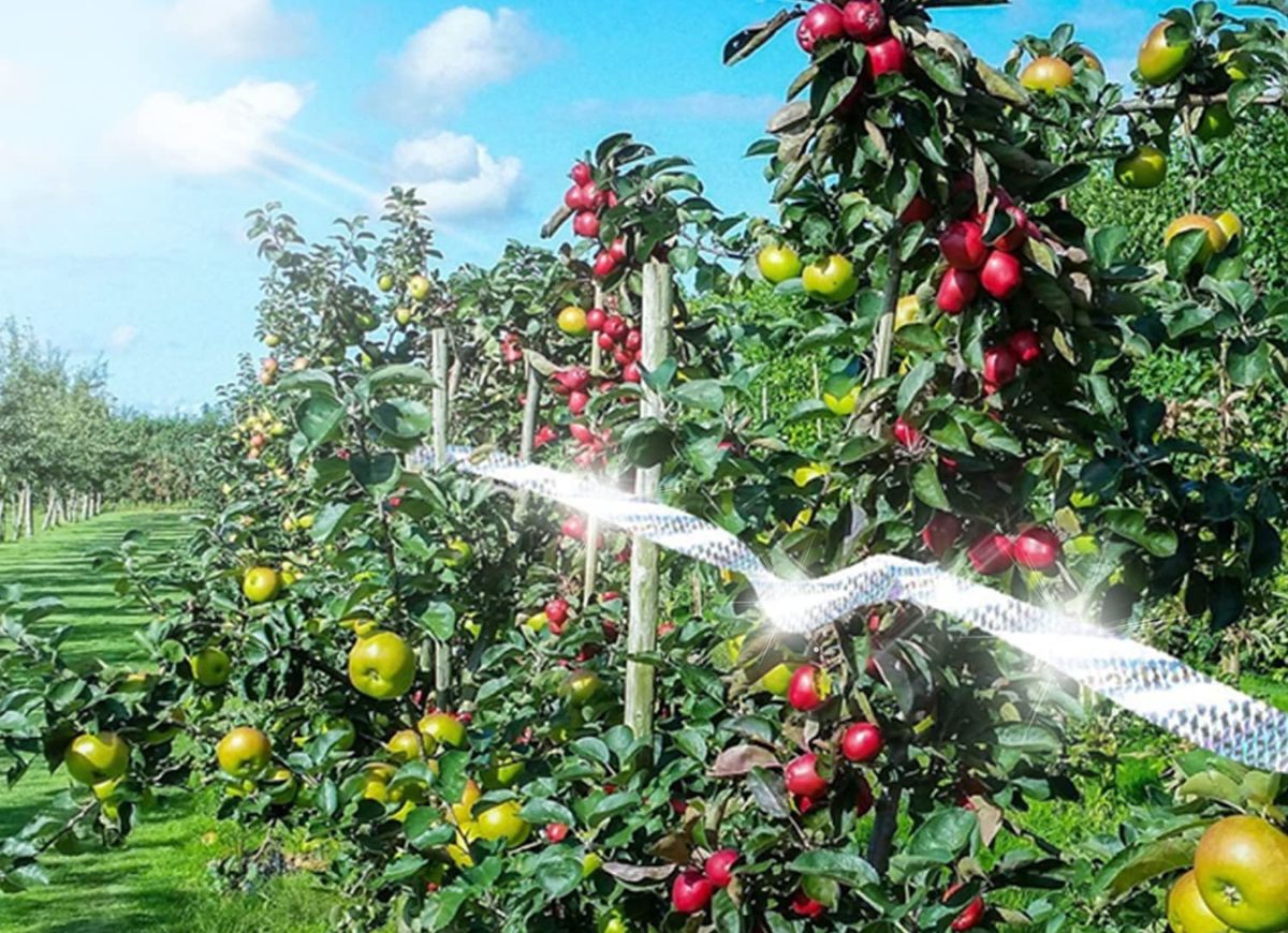 Ruban anti-effarouchement sur les plants de tomates