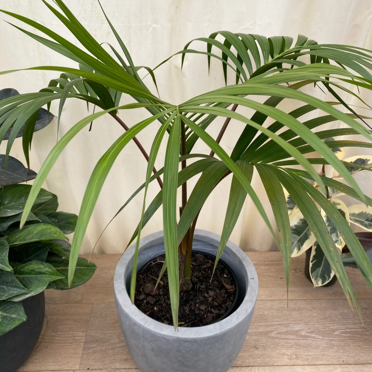 Close-up of Sentry palm leaves.