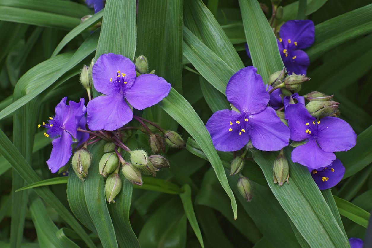 iStock-1298607742 plants for hanging baskets spiderwort