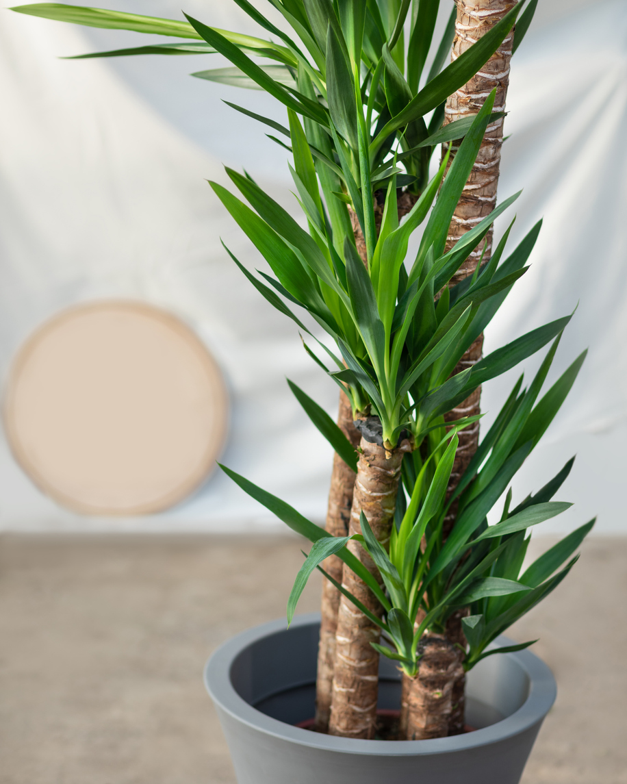 yucca plant care