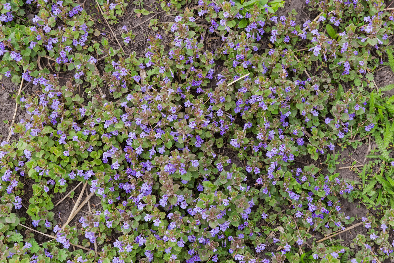 Les mauvaises herbes rampantes envahissent une parcelle de jardin.