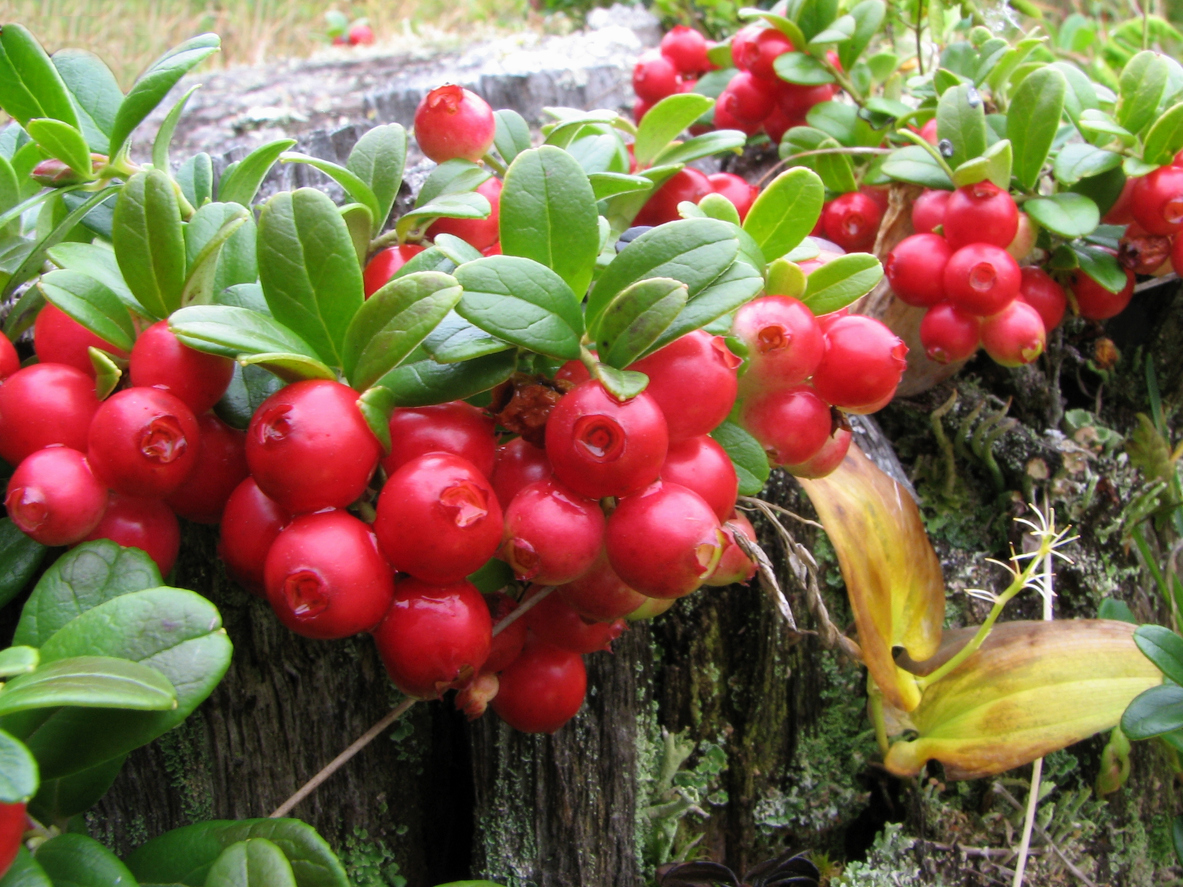 berry bushes