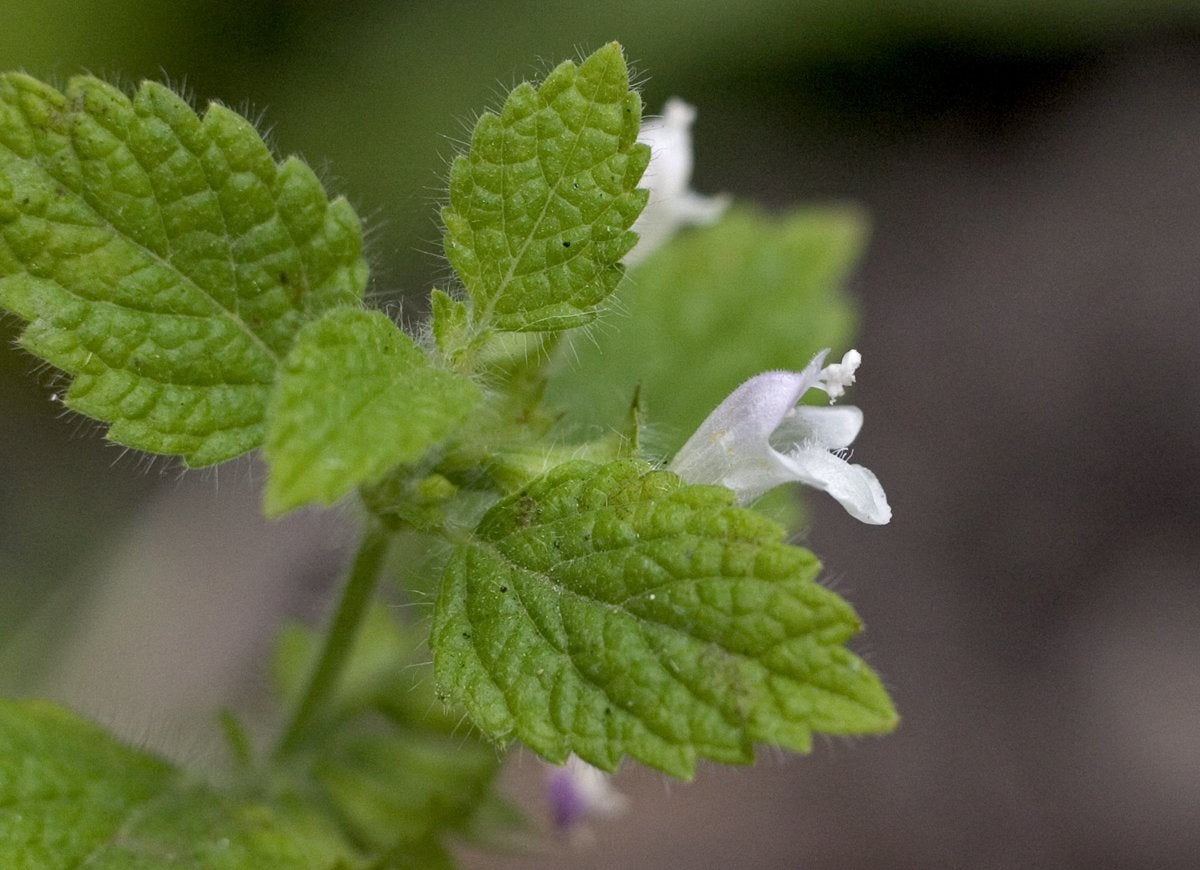 7 Houseplants with Secret Health Benefits