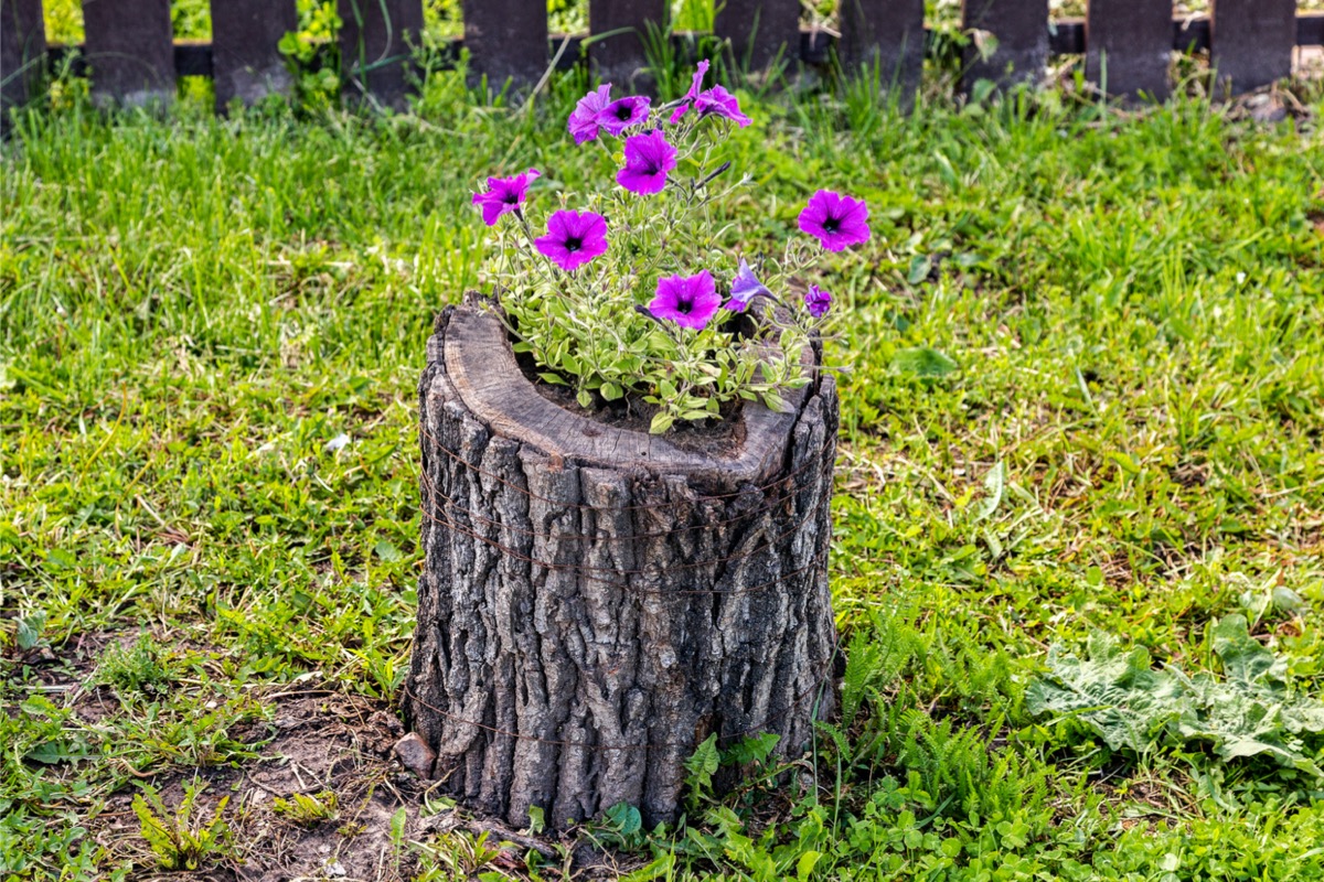 Growing purple flowers in a tree stump. 