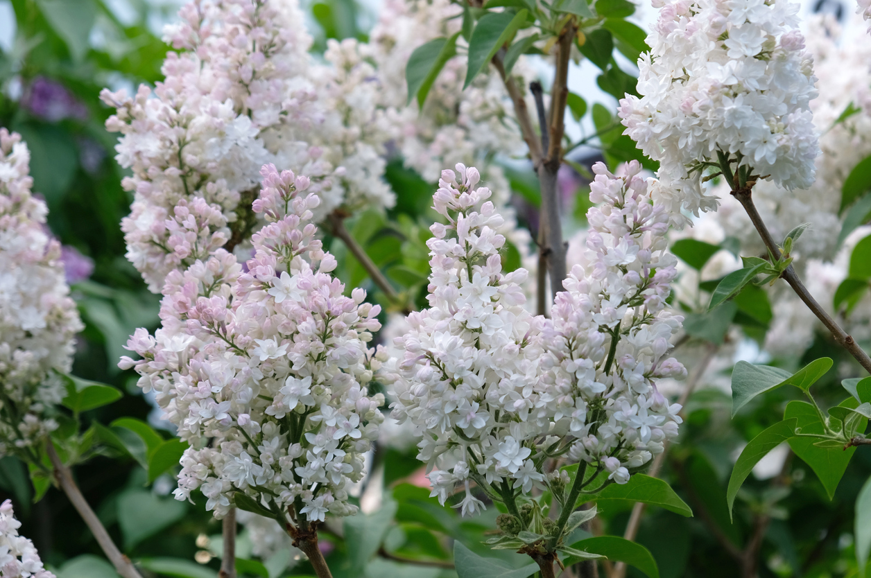 lilac varieties