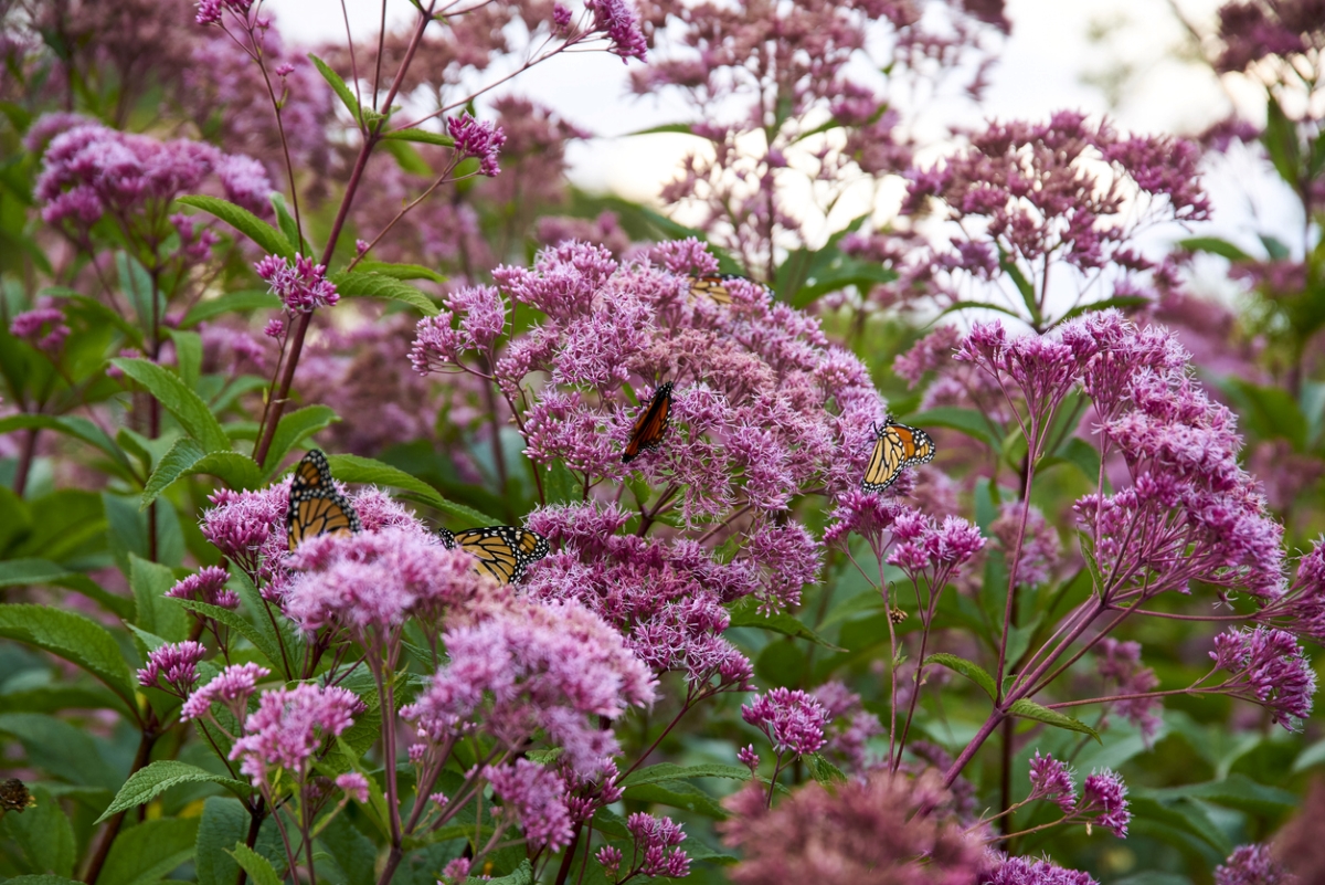 Multiple butterflies on purple Spotted Joe Pye Weed flowers.