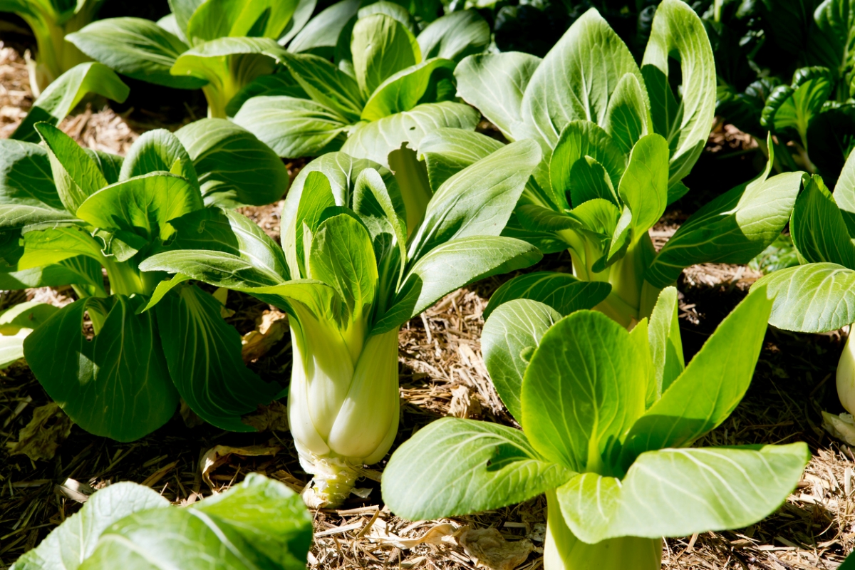 types de légumes verts asiatiques - bok choy poussant dans le sol