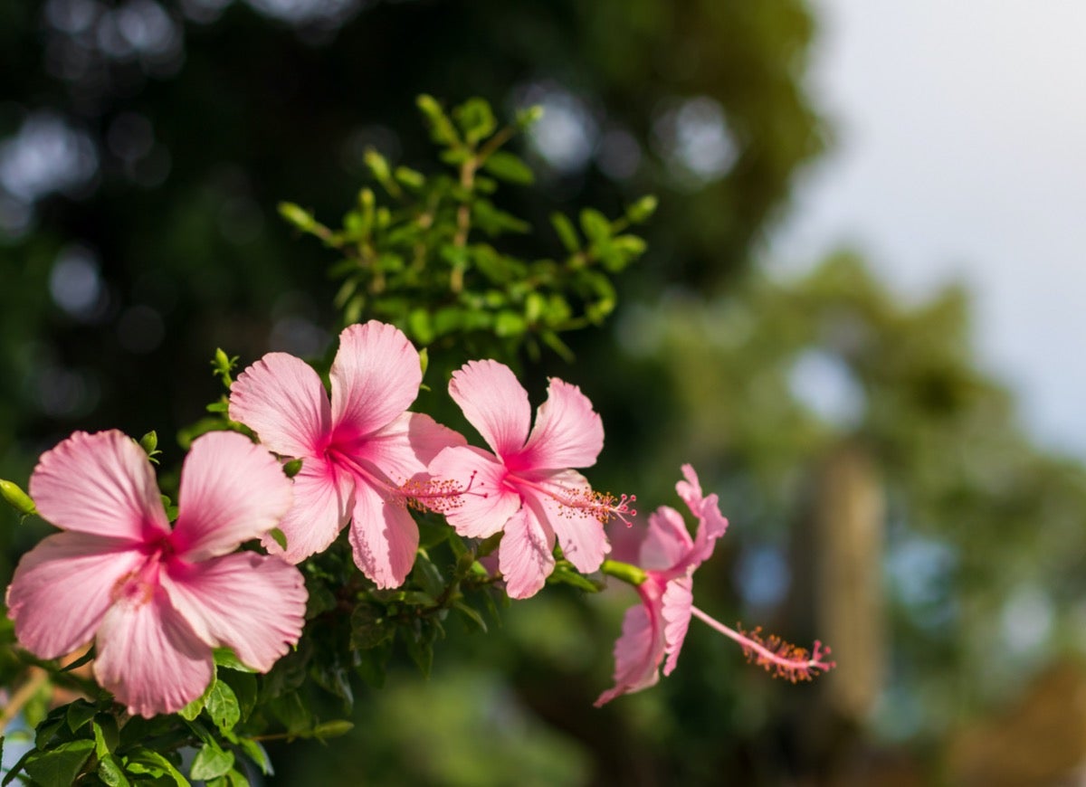 The Best Container Plants for Full Sun