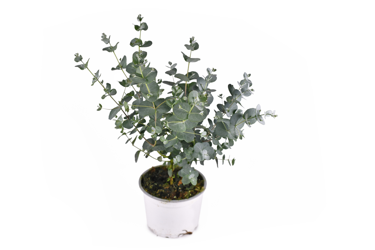 entretien des plantes d'eucalyptus eucalyptus en pot