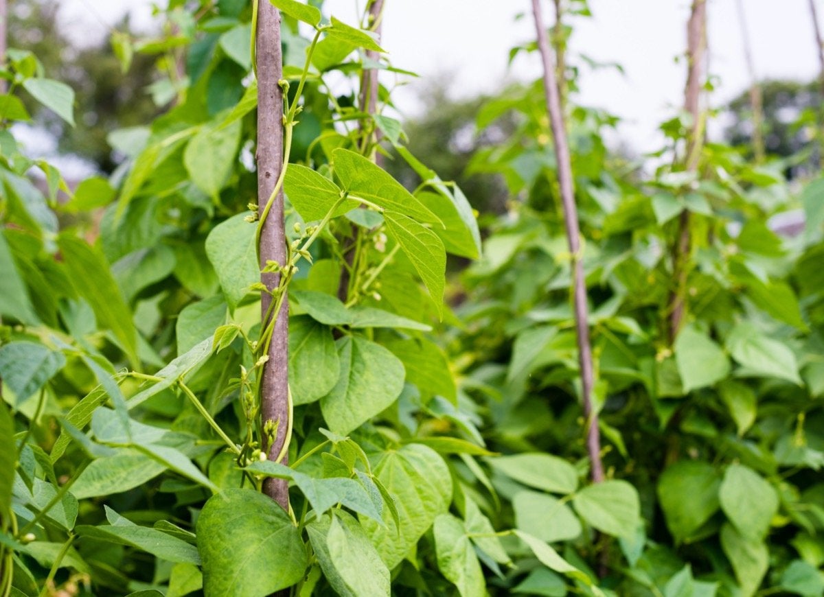 The Fastest-Growing Vegetables, Fruits, and Herbs for Impatient Gardeners