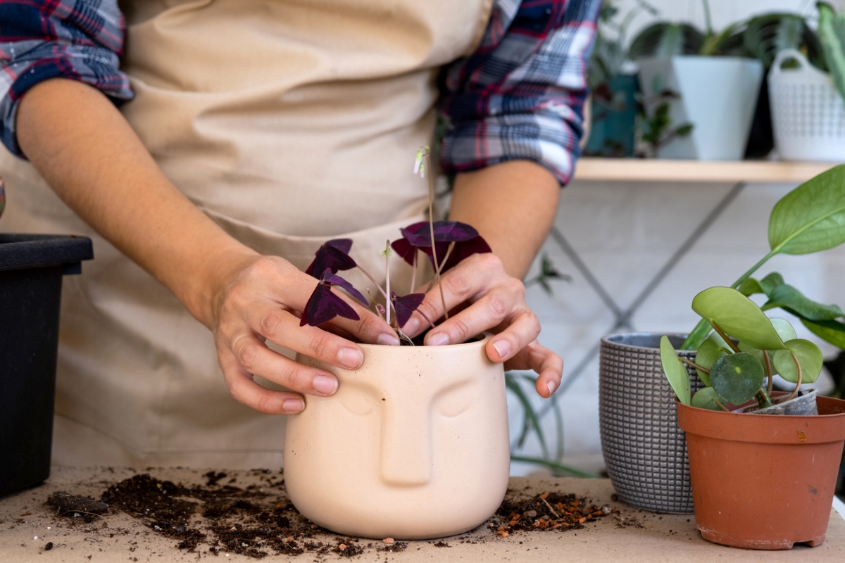 shamrock plant care - repotting purple shamrock