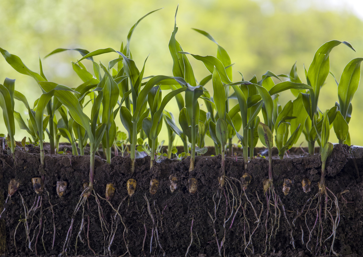 side view of soil with roots growing deep