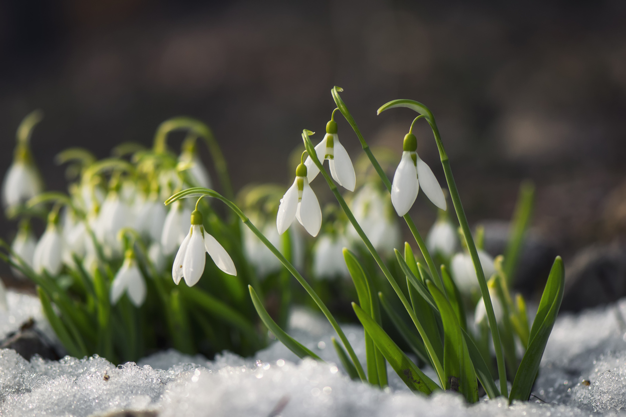 Snowdrop flowers blooming in winter