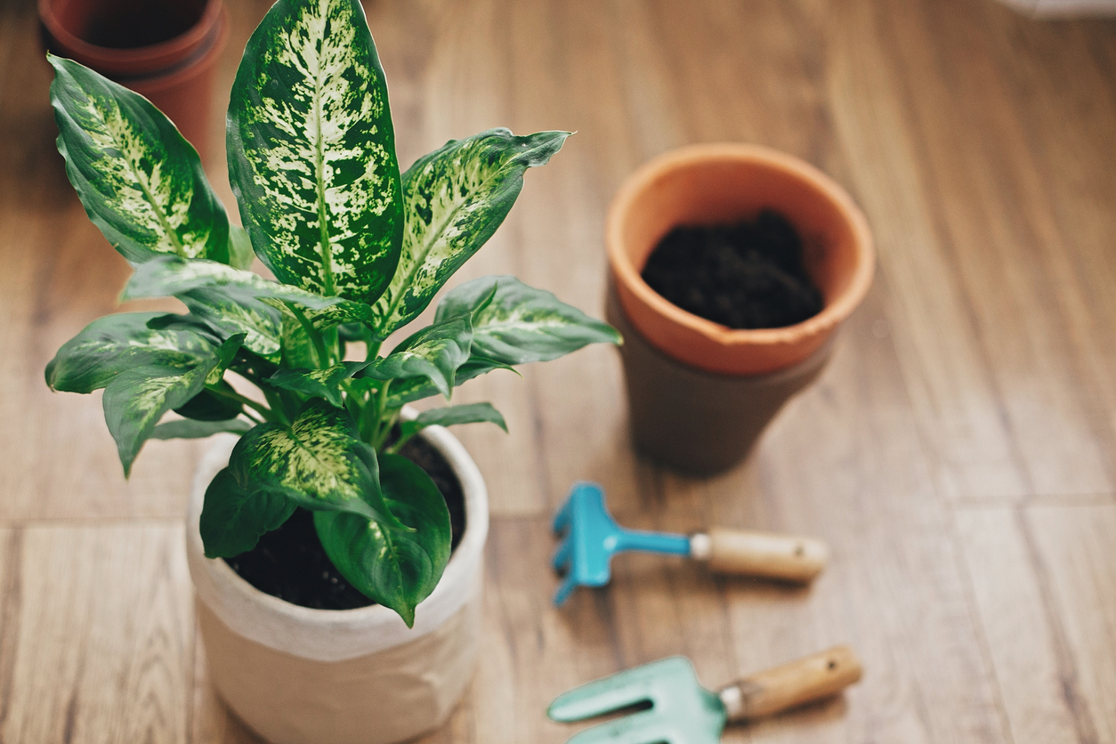 dumb cane care