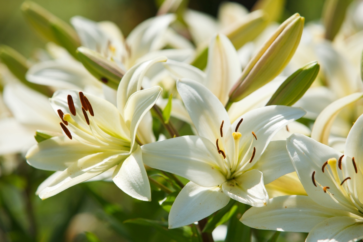 White lillies