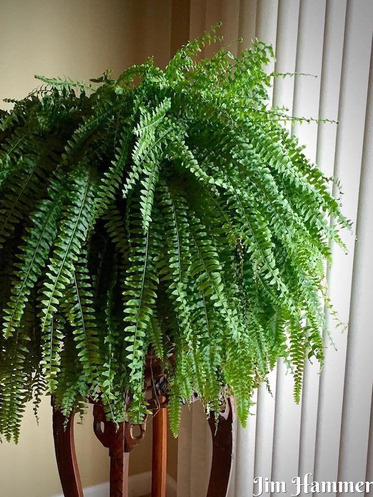 These Are the Most Popular Houseplants in America