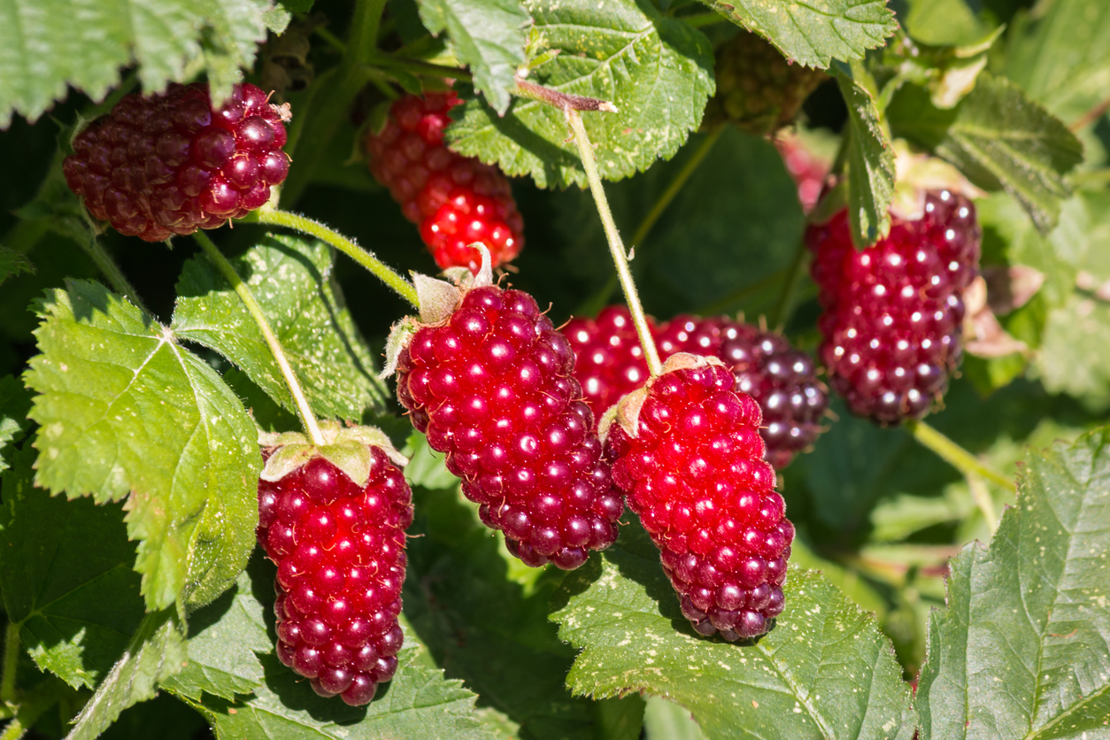 berry bushes